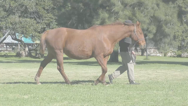 Lote INDIANA PACER (EASING ALONG -  INDIA EMPIRE) Preñez por VERIFYING