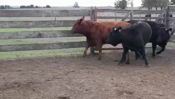 Lote VAQUILLONAS GORDAS