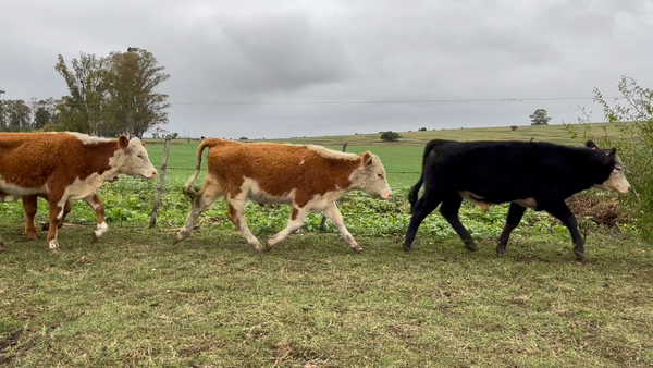 Lote NOVILLOS 1 a 2 AÑOS