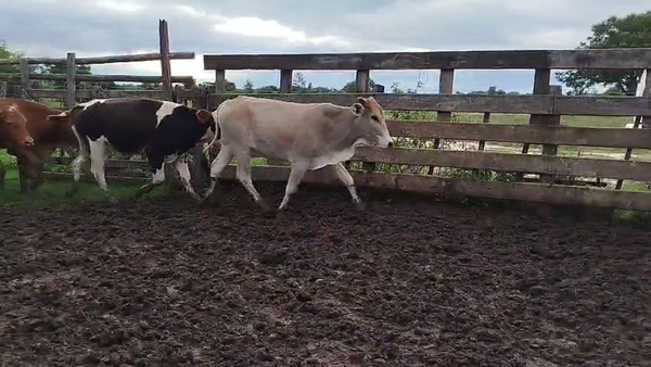 Lote 120 Novillitos