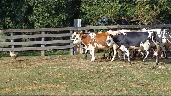Lote (Vendido)15 Vaquillonas 1 a 2 años NORMANDO 450kg -  en BARRANCAS COLORADAS