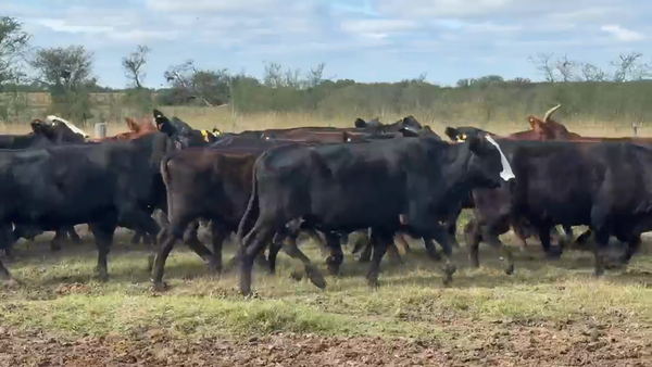 Lote 40 Vacas de invernar