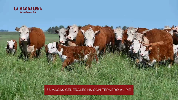 Lote 1 - Vacas Generales HS