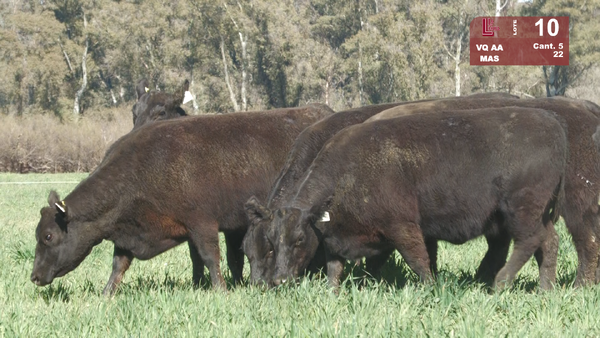 Lote VAQUILLONAS ANGUS NEGRAS MAS C/GTÍA DE PREÑEZ