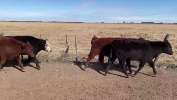Lote 67 TERN.HEMBRAS, OLAVARRÍA, BS. AS.