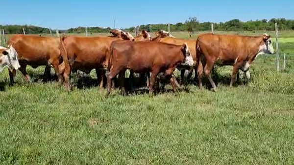 Lote VAQUILLAS PREÑADAS