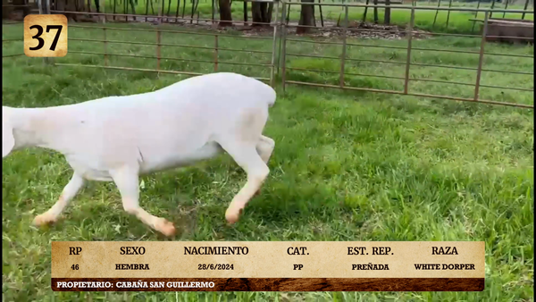 Lote LOTE 37