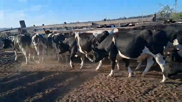 Lote 40 Novillo Gordo en Cabrero, VIII Región Biobío