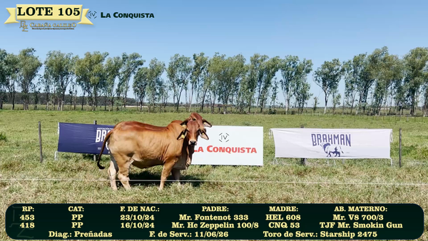 Lote LOTE 105