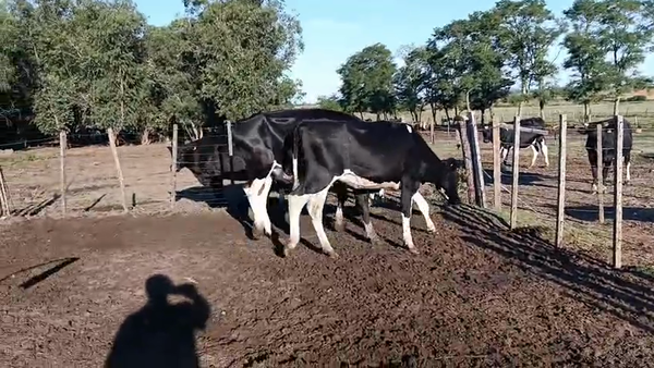 Lote 2 Vaquillonas , San José