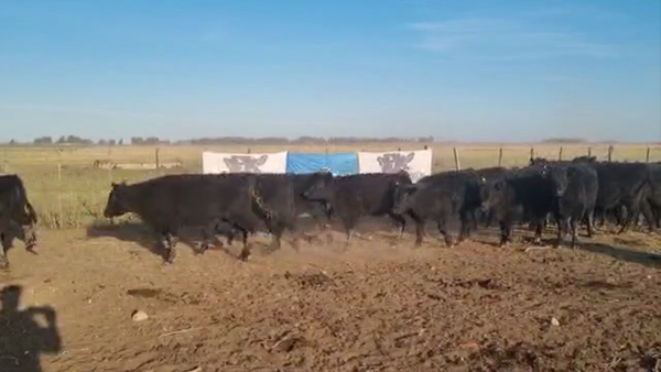 Lote 70 Terneros en La Plata, Buenos Aires