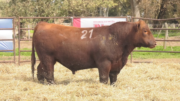 Lote TOROS ANGUS COLORADOS PC