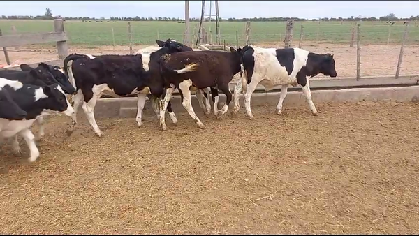 Lote 25 Novillitos Holando Argentino en Fidela, Santa Fe