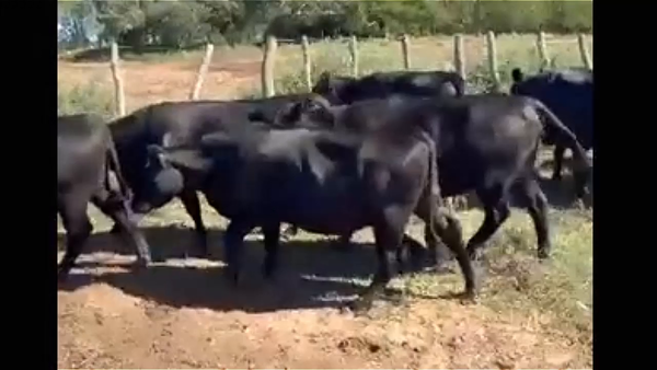 Lote 44 Vacas