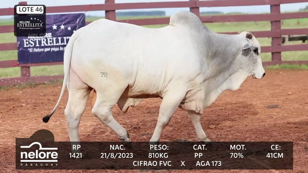 Lote LOTE 46