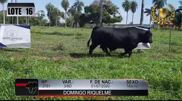 Lote Nacional de Otoño Brangus Campo - Lote 16
