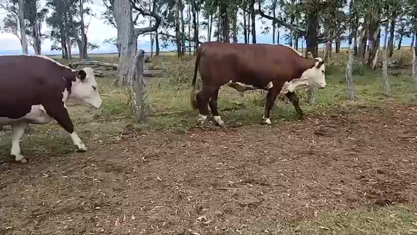 Lote 18 Novillos en Corrientes, Curuzú-Cuatiá