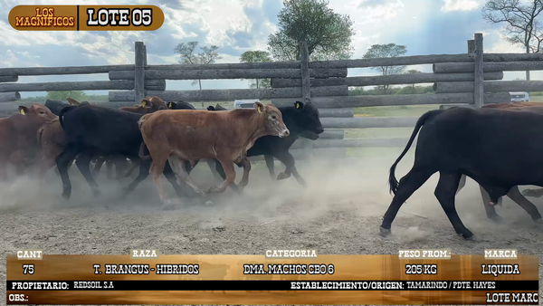 Lote LOTE 5