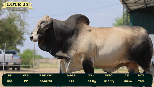 Lote LOTE 23