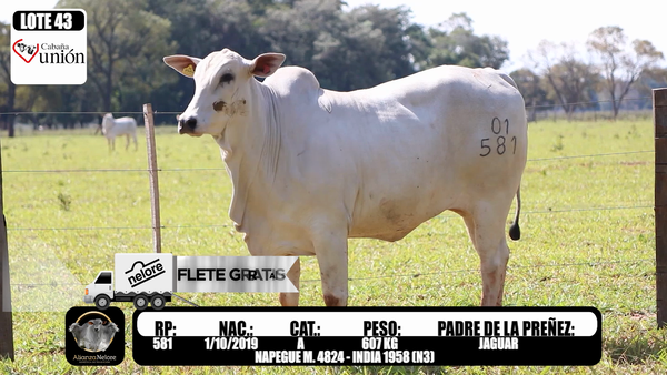 Lote LOTE 43 RP 581