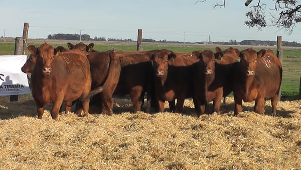 Lote VAQUILLONAS S/SERV COLORADAS