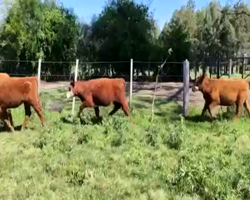 Lote 60 Terneras en Paysandú, Puntas de Arroyo Negro