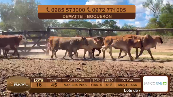 Lote Vaquillas Preñadas