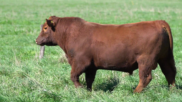 Lote TORO