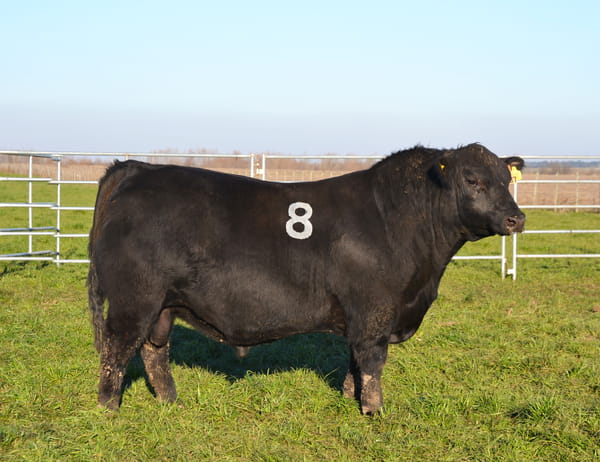 Lote TORO PEDIGREE H387