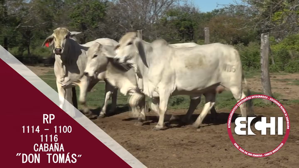 Lote VAQUILLAS PREÑADAS BRAHMAN CABAÑA DON TOMAS
