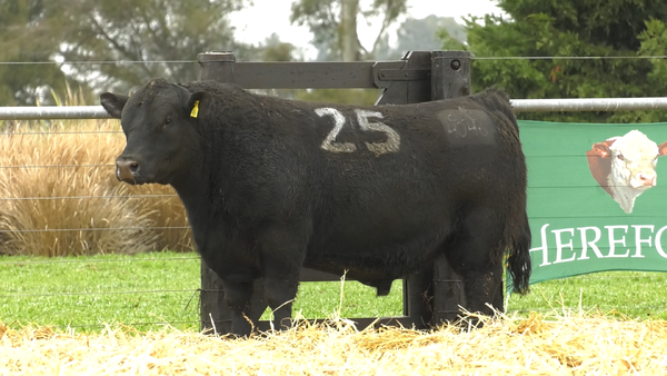 Lote TOROS ANGUS PURO CONTROLADO