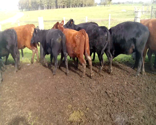 Lote 12 Vaquillonas en Colonia