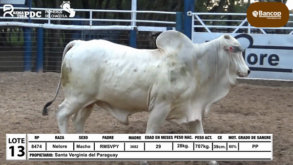 Lote Lote 13