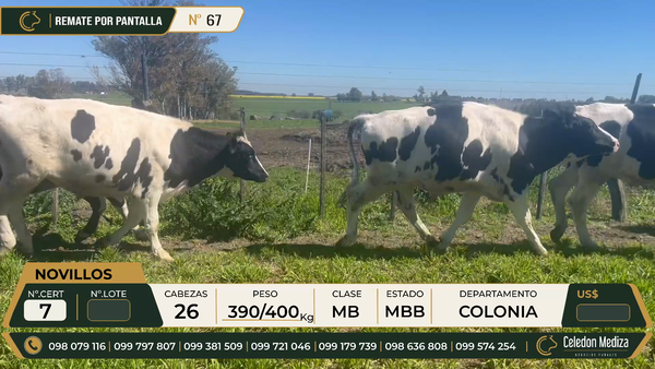 Lote 26 Novillos en Colonia