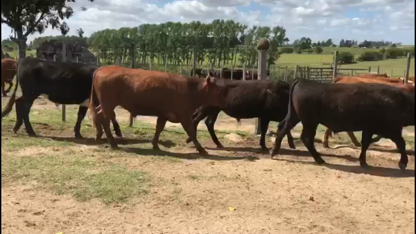 Lote 97 Novillos 2 a 3 años en Florida