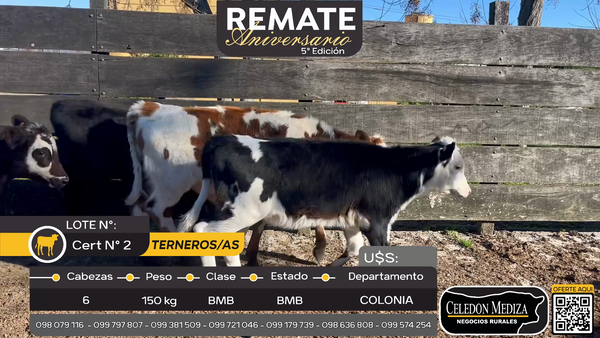 Lote 6 Terneros y Terneras en Paso Antolín, Colonia