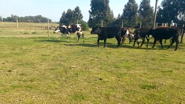 Lote Terneros y Terneras