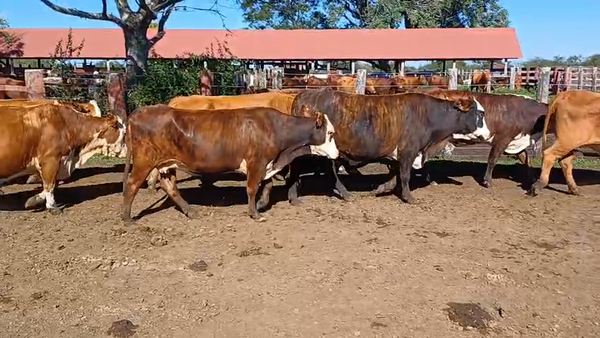 Lote 10 Vacas nuevas Preñadas