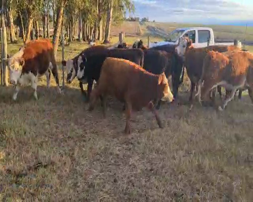 Lote 24 Vaquillonas preñadas en Flores