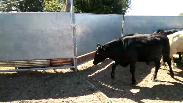 Lote (Vendido)3 Novillos 1 a 2 años 2 ANGUS - 1 CHAROLAIS 330kg -  en RADIAL JUAN LACAZE