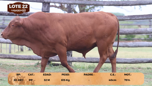 Lote LOTE 22