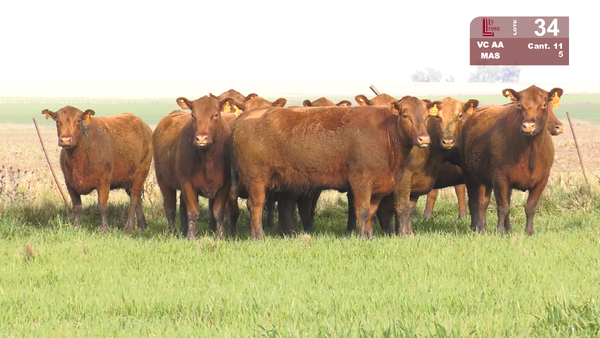 Lote VACAS ANGUS COLORADAS MAS C/GTÍA DE PREÑEZ
