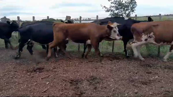 Lote 10 Vacas de Invernada 3 AA X HE,  1 AA,  1 HE,  1 HO,  4 CRUZA 378kg -  en RUTA 30 KM 8. COLONIA VIÑAR