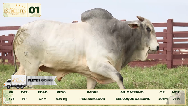 Lote LOTE 1