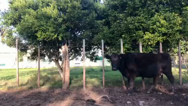 Lote 40 vacas preñadas