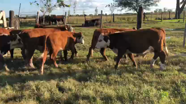 Lote 8 Terneros