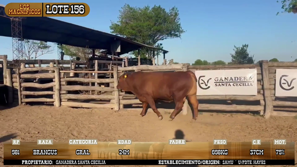 Lote LOTE 156
