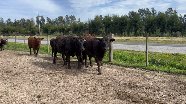 Lote 38 Vaquillonas 1 a 2 años en Sauce, Canelones