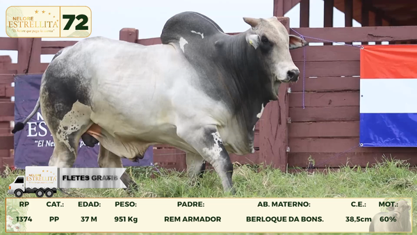 Lote LOTE 72