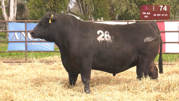 26 4131 — TOROS ANGUS NEGROS  PC